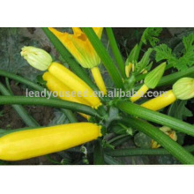 Semillas de calabaza amarilla híbrida SQ14 Huangse madurez media f1